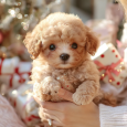 maxtong001_The_cutest_brown_teacup_poodle_puppy_in_the_world_sm_e7e59678-6ff0-4840-abfb-073a054d1c39_1